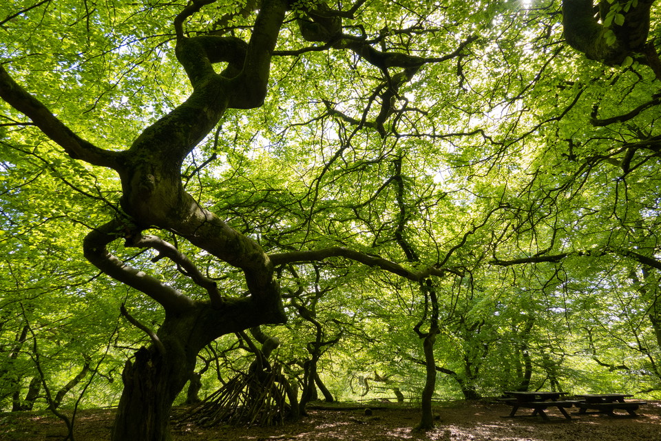 Vresbok – träd med snirklande, skruvade grenar.