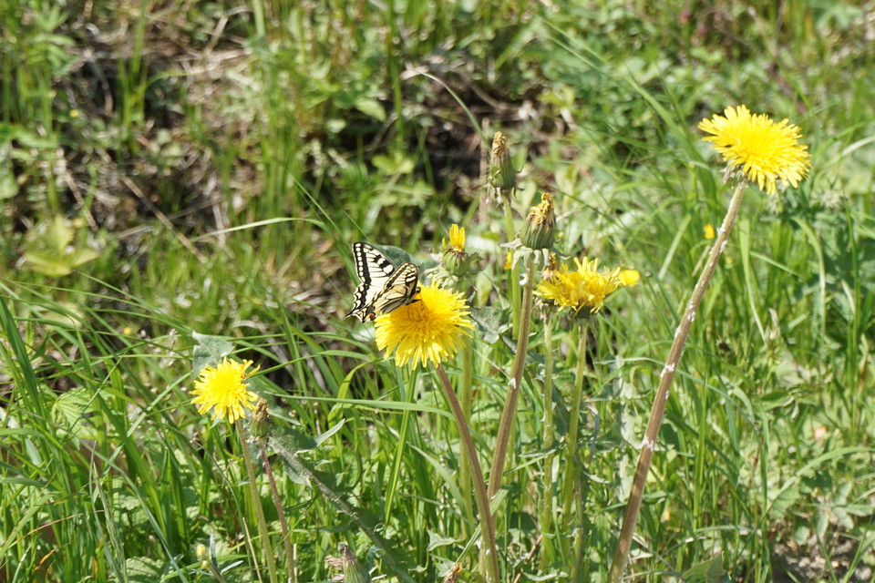 En makaonfjäril sitter på en maskros i en dikeskant