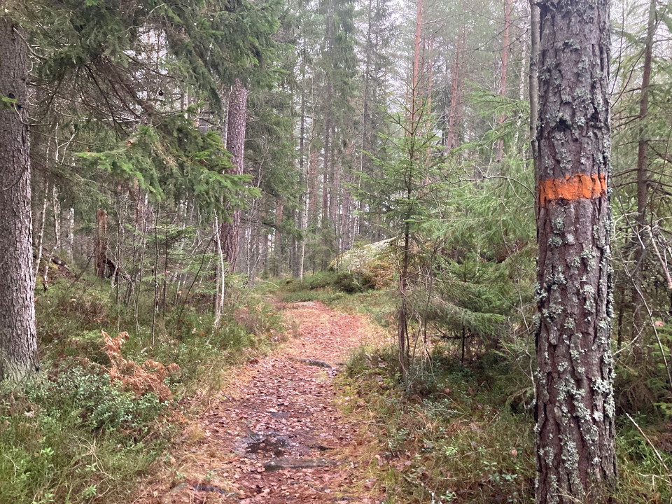 Leden i den nordöstra delen genom vacker barrskog
