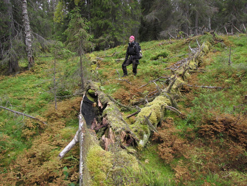 en människa i barrskog med höga träd och döda träd på marken.