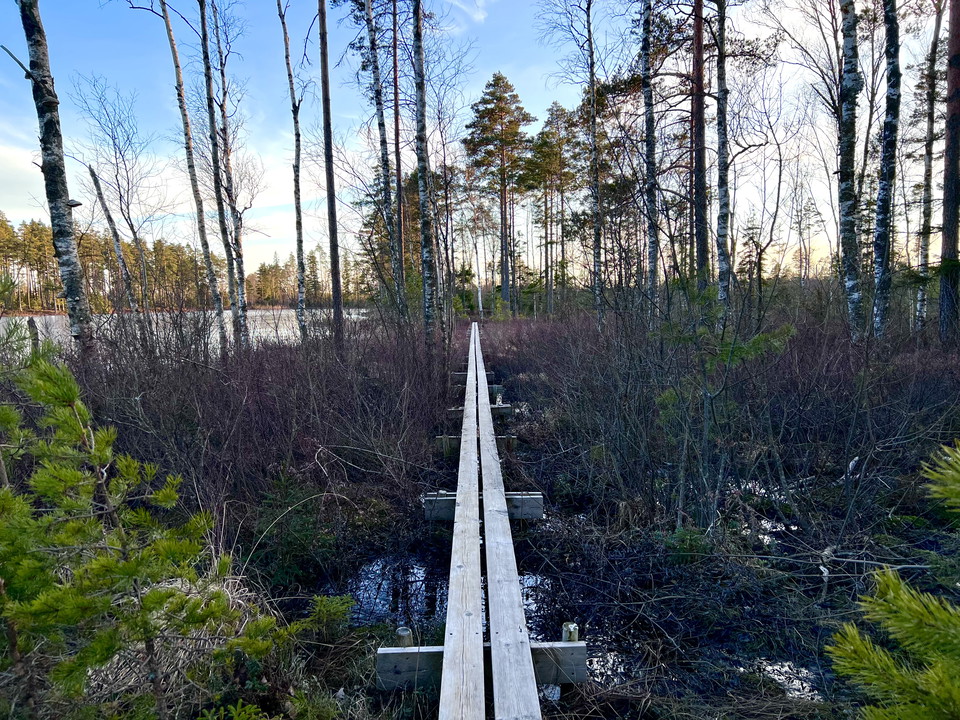 Spångar över våtmarkerna