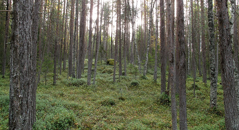 Långmyrskogen.