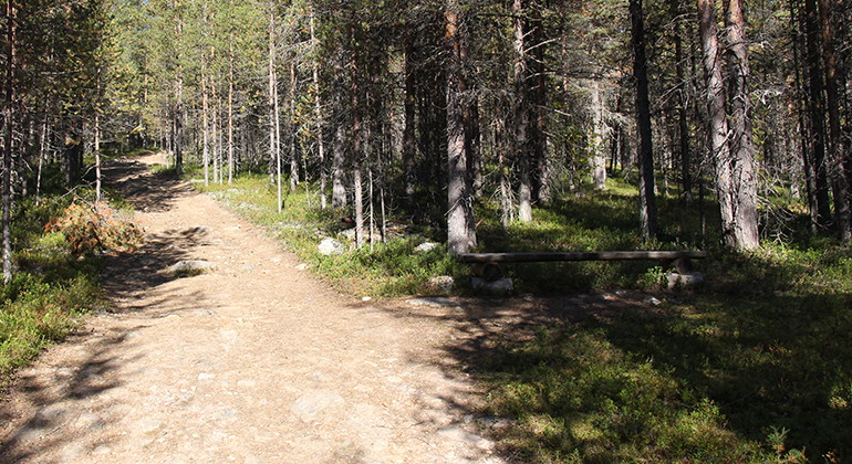 Sittbänk i skog bredvid stig.
