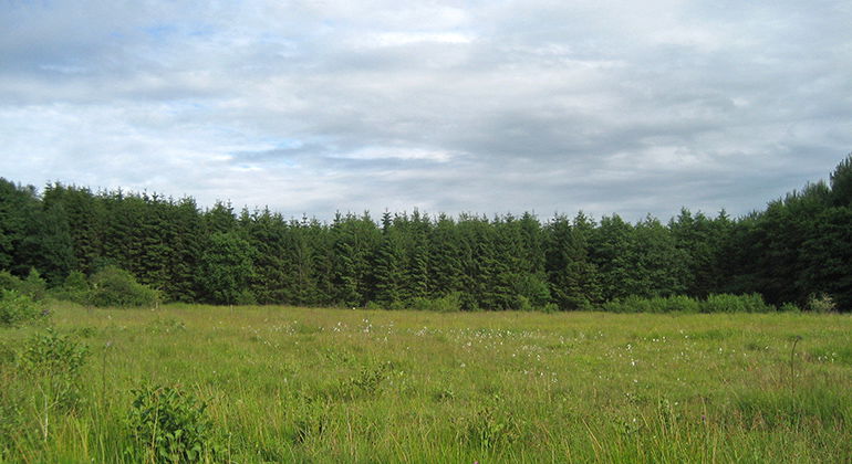Ängsmark.