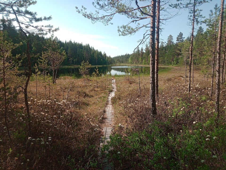 Vy mot Gäddtjärnarna Foto: Lars Löfgren