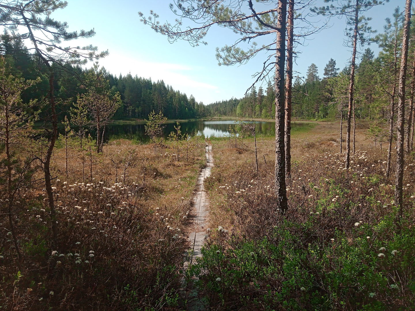 Vy mot Gäddtjärnarna Foto: Lars Löfgren