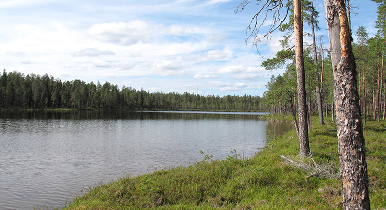 Stor-Abborrtjärnen