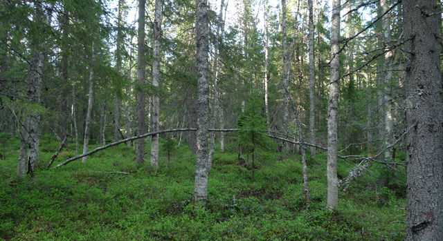 Tiadalen, Naturreservat