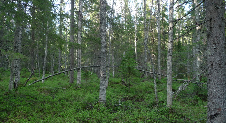 Blåbärsris täcker marken bland Tiadalens björkar.