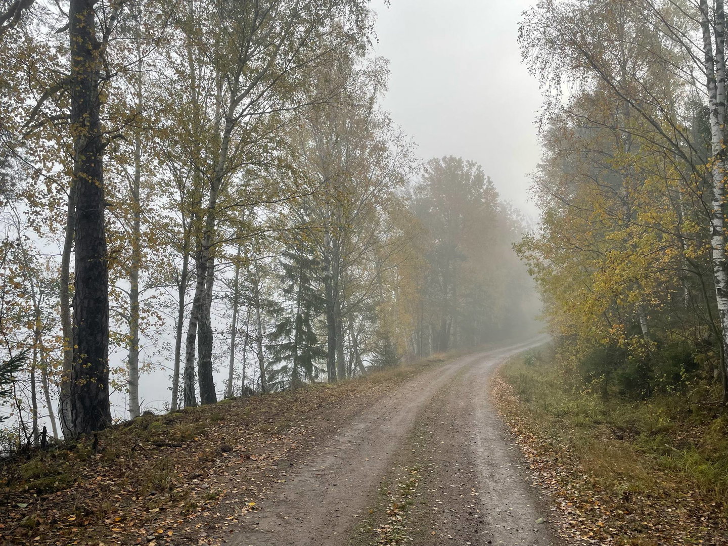 Skogsväg