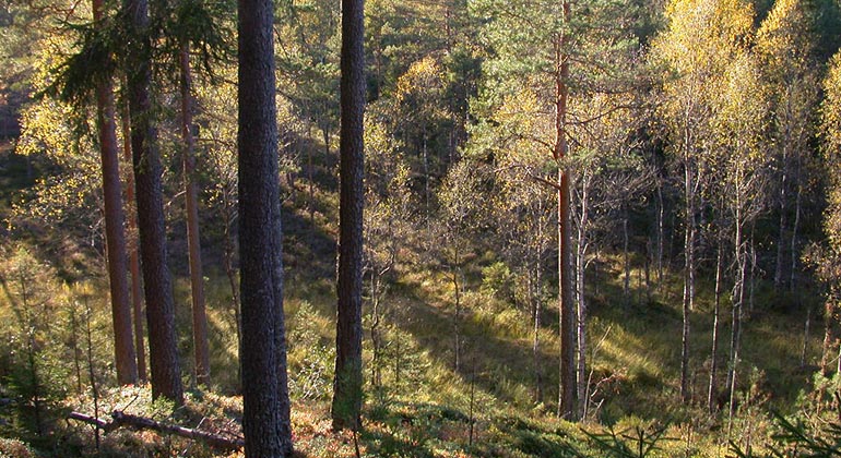 Järnskogsfjället, Naturreservat