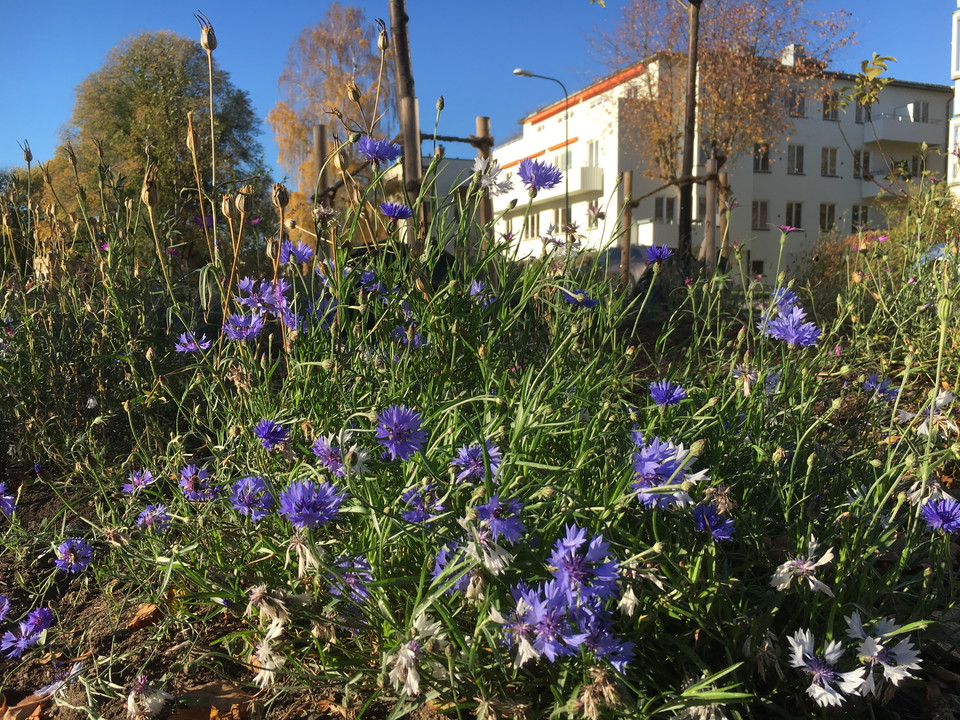 Gärdestaden vid Tessinparken.