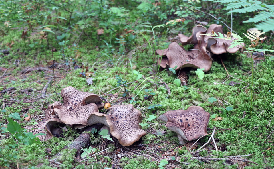 Ett parti med fjällig taggsvamp.