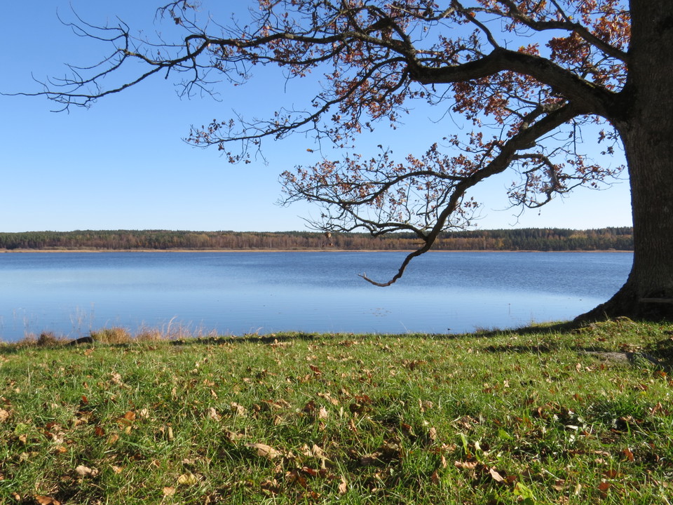 Fallna höstlöv på marken och grov ek med Kolstrandsviken i bakgrunden.