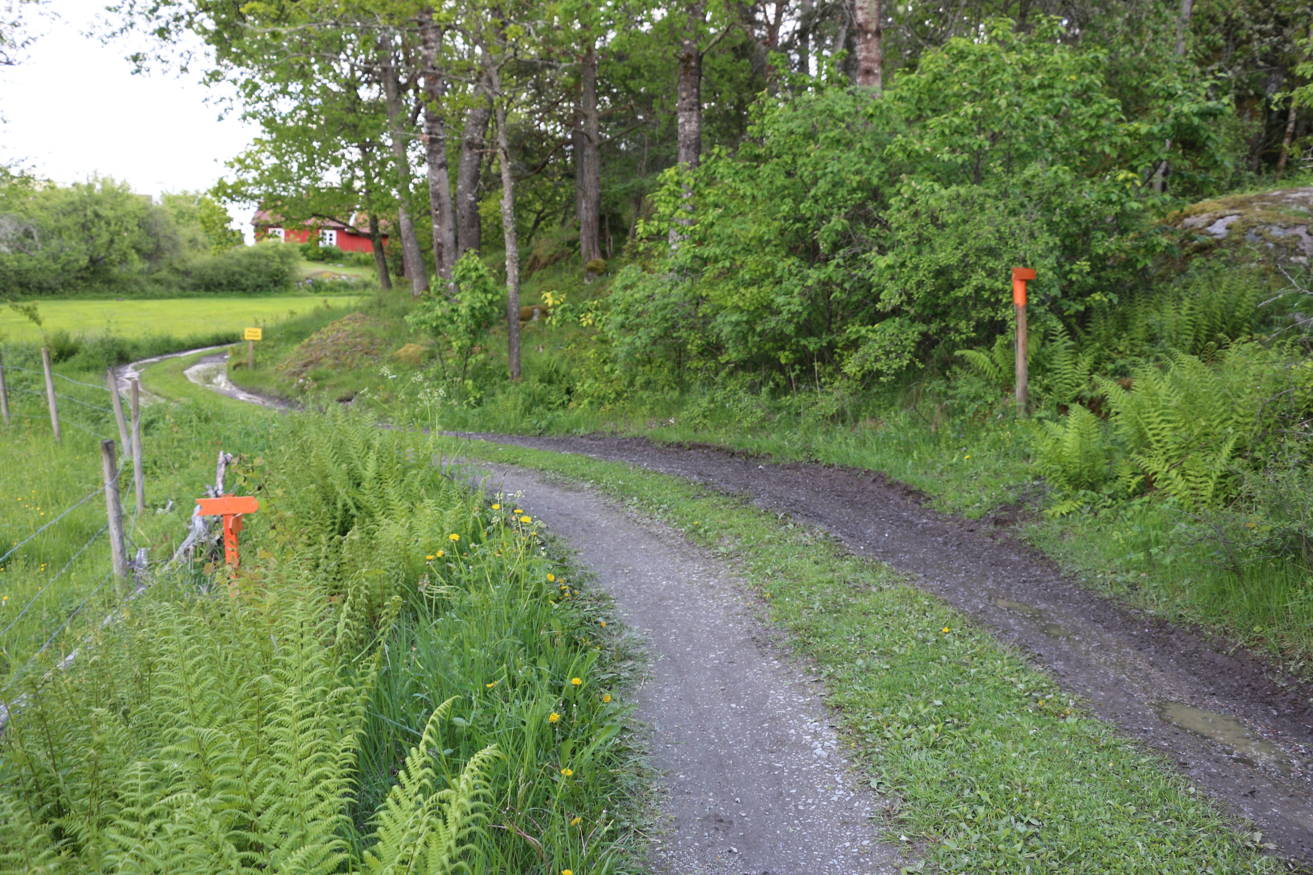 Traktorväg med stolpar med orange pilar på båda sidor av vägen.