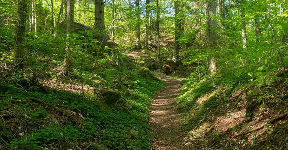 Bokskog Omberg.
Etapp: Borghamn-Alvastra.
Ödeshög.