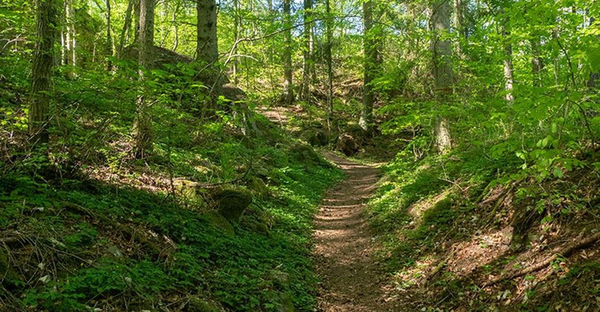 Bokskog