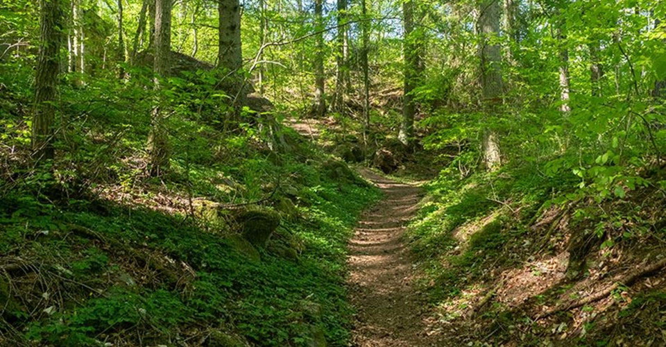 Bokskog