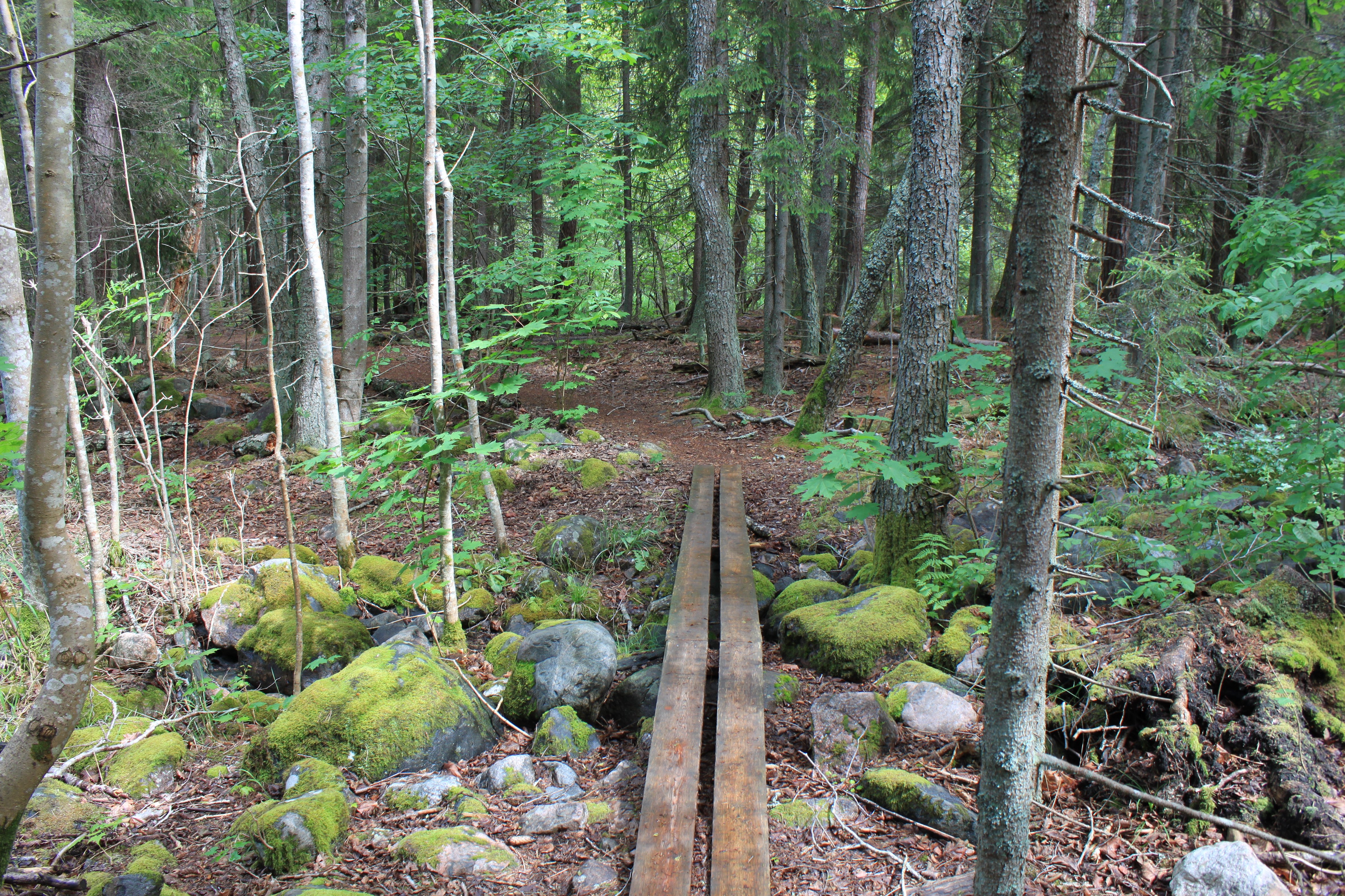 En smal träspång går över några större stenar. Spången leder fram till en skogsstig.