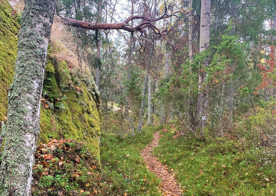 Skogsstig i Sundby naturreservat, Ornö. 