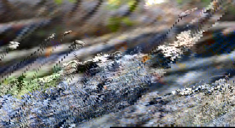 Små små svampar på död ved i Blårönningens naturreservat.