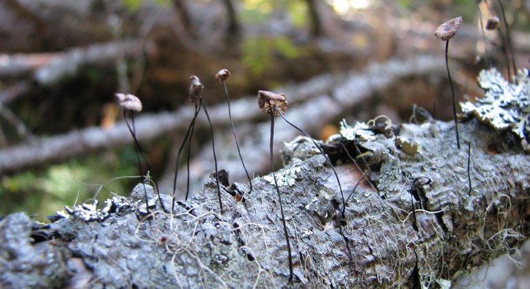 Små små svampar på död ved i Blårönningens naturreservat.