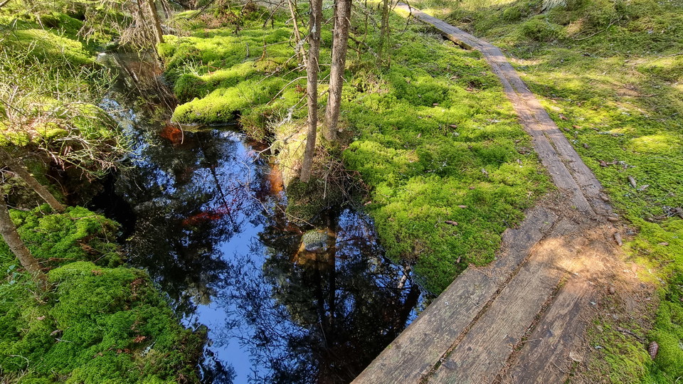 Spång över skogsbäck.