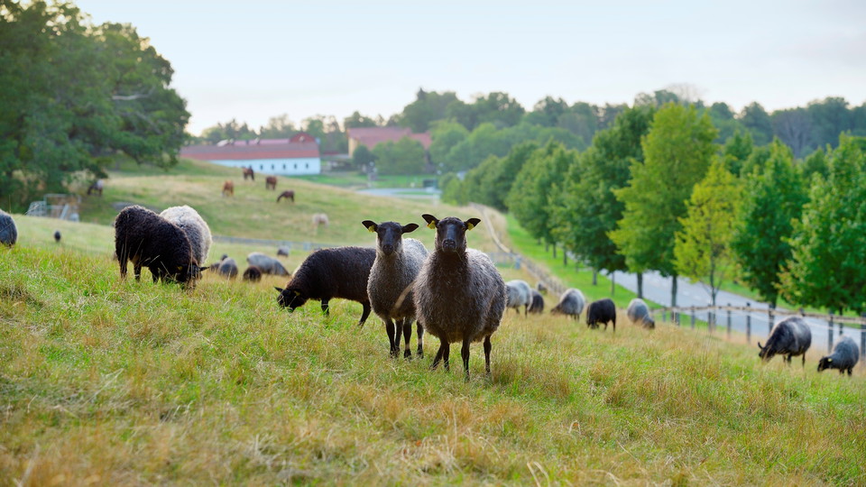 Får vid Elfviksgård. Foto Eddie Granlund