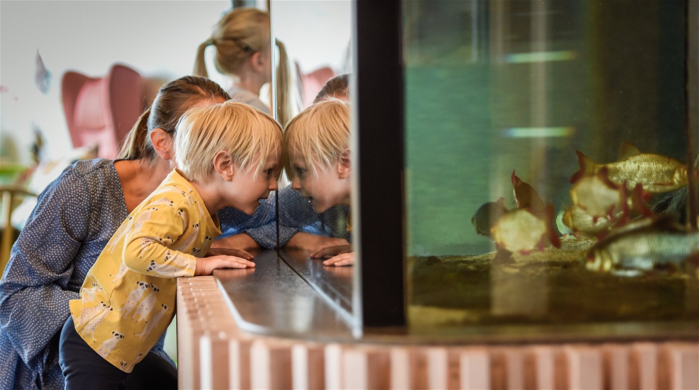 Ett barn kikar in i ett akvarium