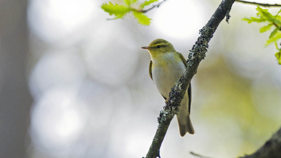 Grönsångare. Foto Johan Pontén
