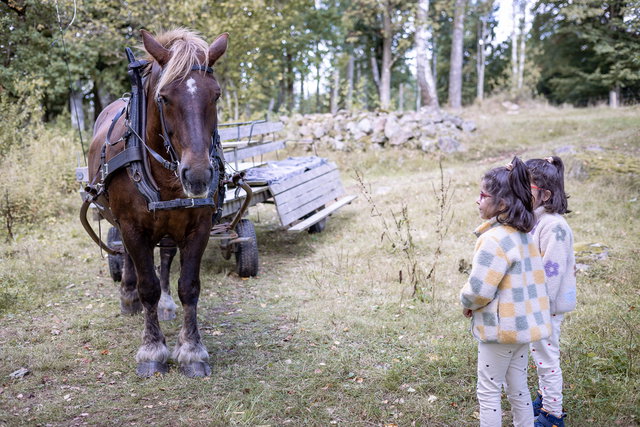 Släthultsbodens häst- och vagnsturer 