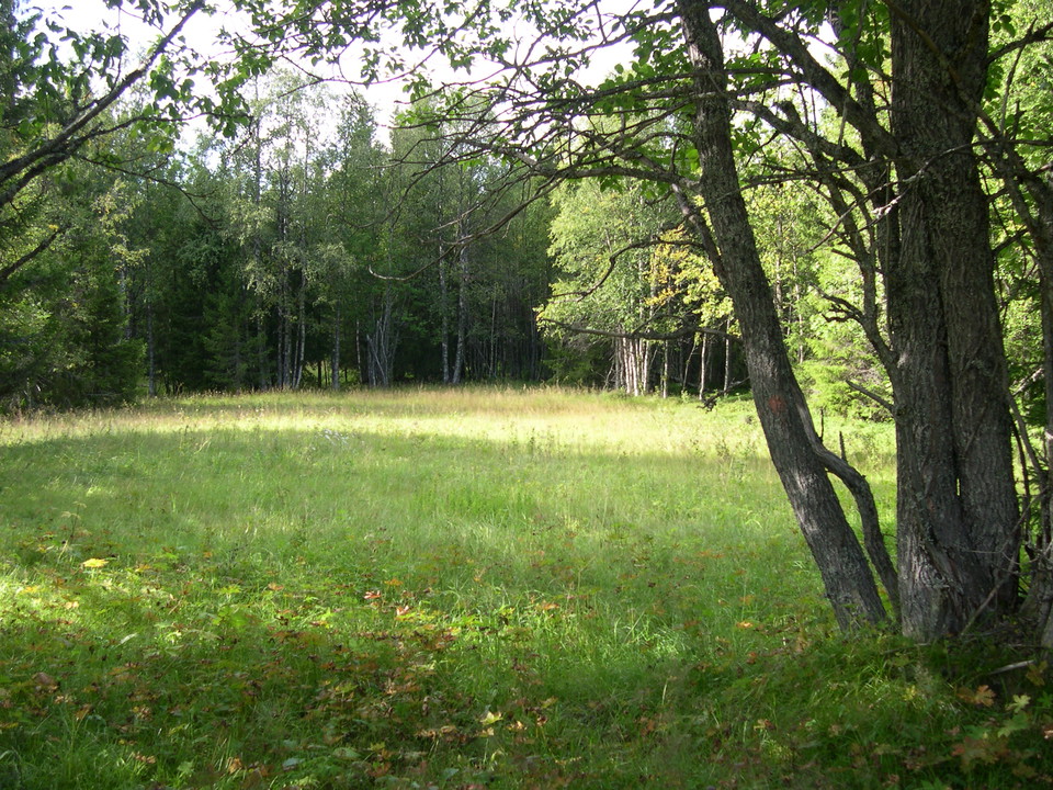 Öppna lövängar.