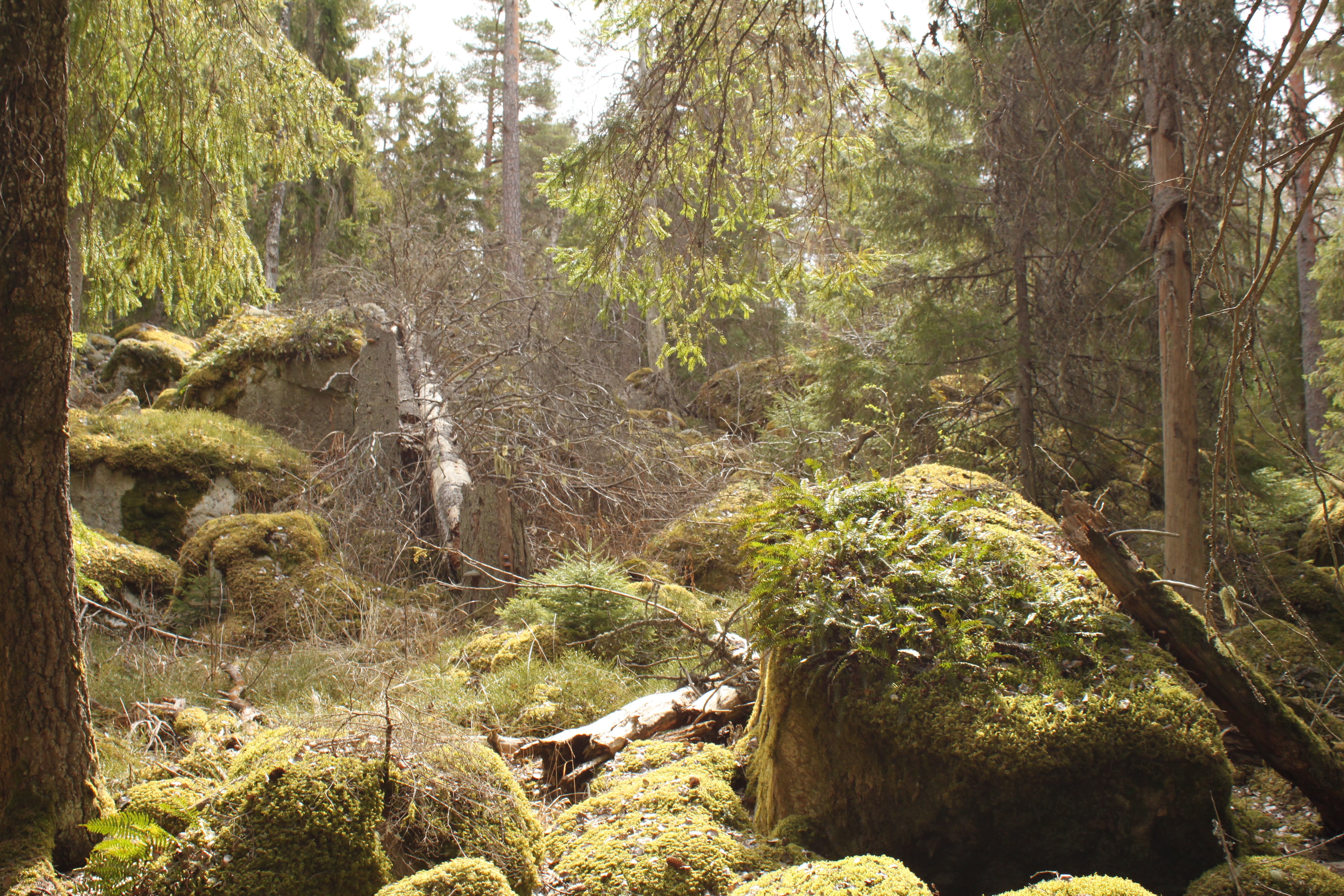 Närbild på gammal skog med gamla och döda träd och gott om mosstäckta stenblock av olika storlekar.
