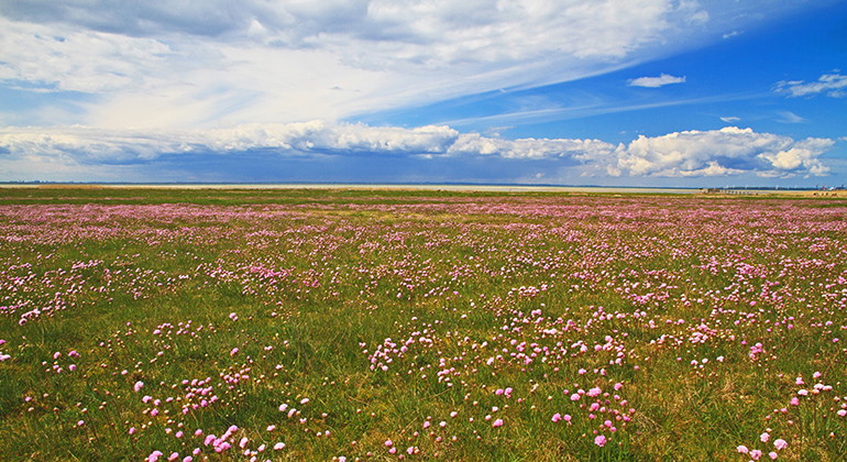 Blommande trift.