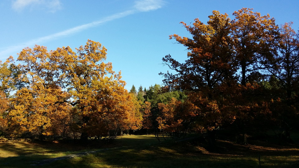 Ekar vid Långängsvägen. Foto Lidingö stad