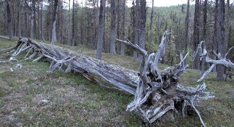 Vackert silvergrå trädlåga i Pauranki.