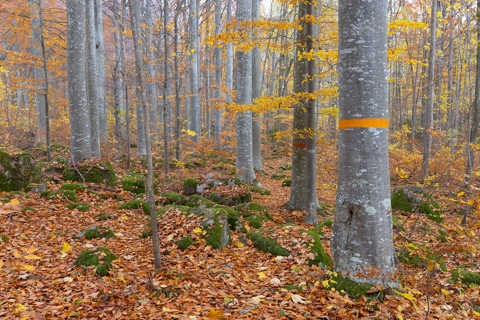 Borghamn - Alvastra, Östgötaleden