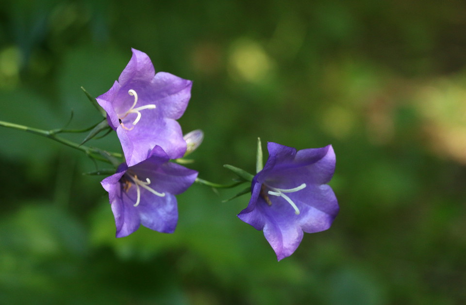 En blåklocka med tre stora blommor.