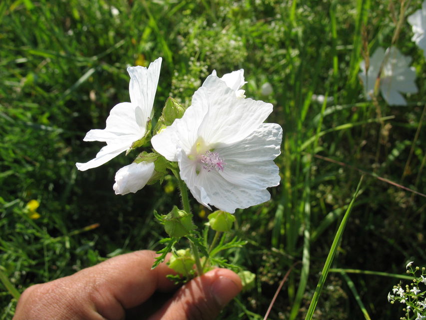Myskmalva