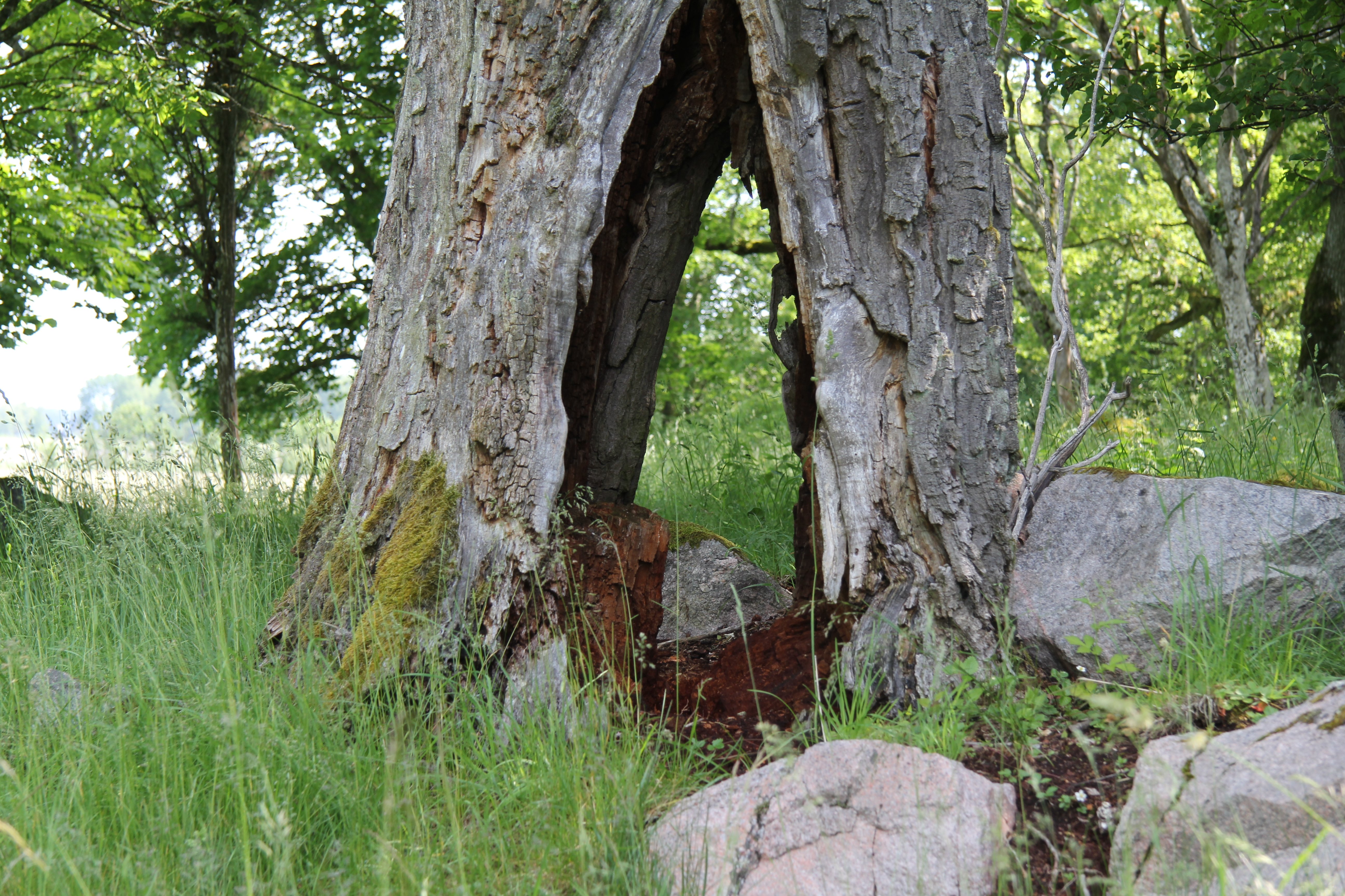 Ett gammalt ihåligt träd.