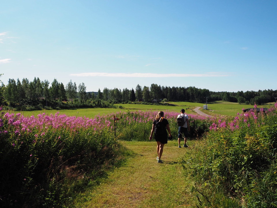 Ett fält med höga blommor