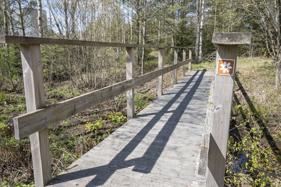 Träbro, gångbro i blandskog.