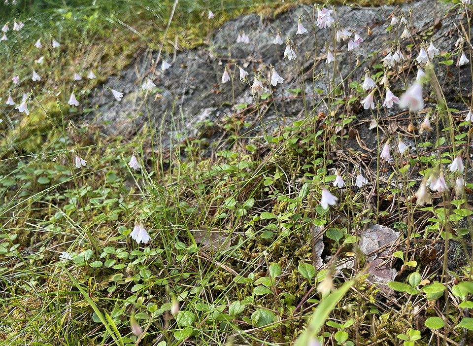 Små ljusrosa klockliknade blommor.