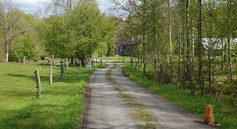 Grusväg längs betesmark.