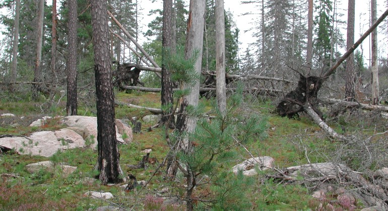 Bränd tallskog.