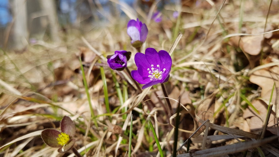 Blåsippor vid Södergarn. Foto Lidingö stad