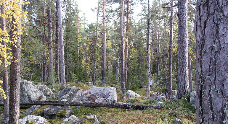 Stinttjärn.