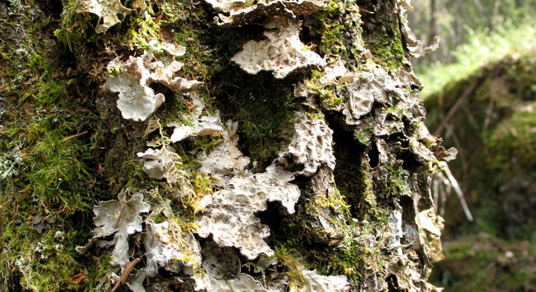 Skrovellav på trädstam i Gulåsens naturreservat.