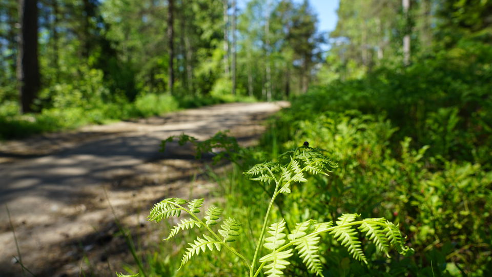 Grusad stig genom hällmarkstallskog