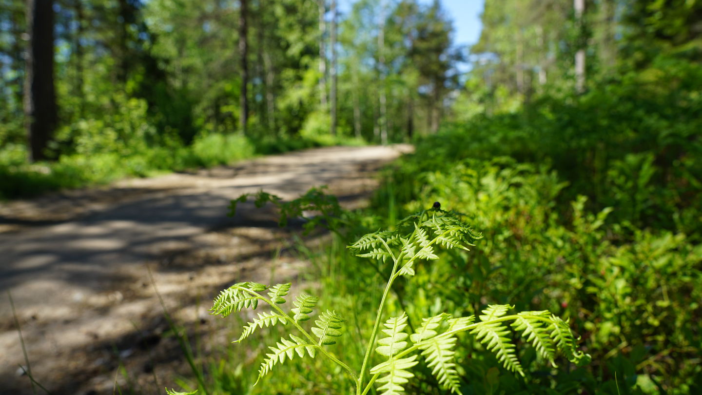 Grusad stig genom hällmarkstallskog